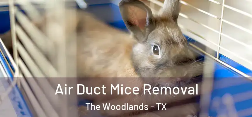 Air Duct Mice Removal The Woodlands - TX
